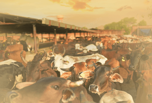Cow Shed Seva